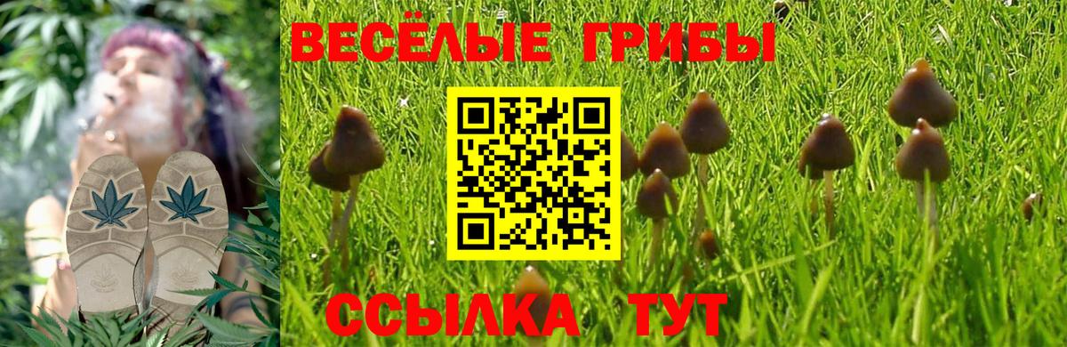 Ковров  Псилоцибиновые грибы Psilocybine cubensis  Вход с VPN 
